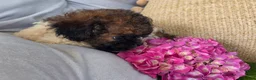 Shihpoo dogs for sale: Rosey - Ad 6