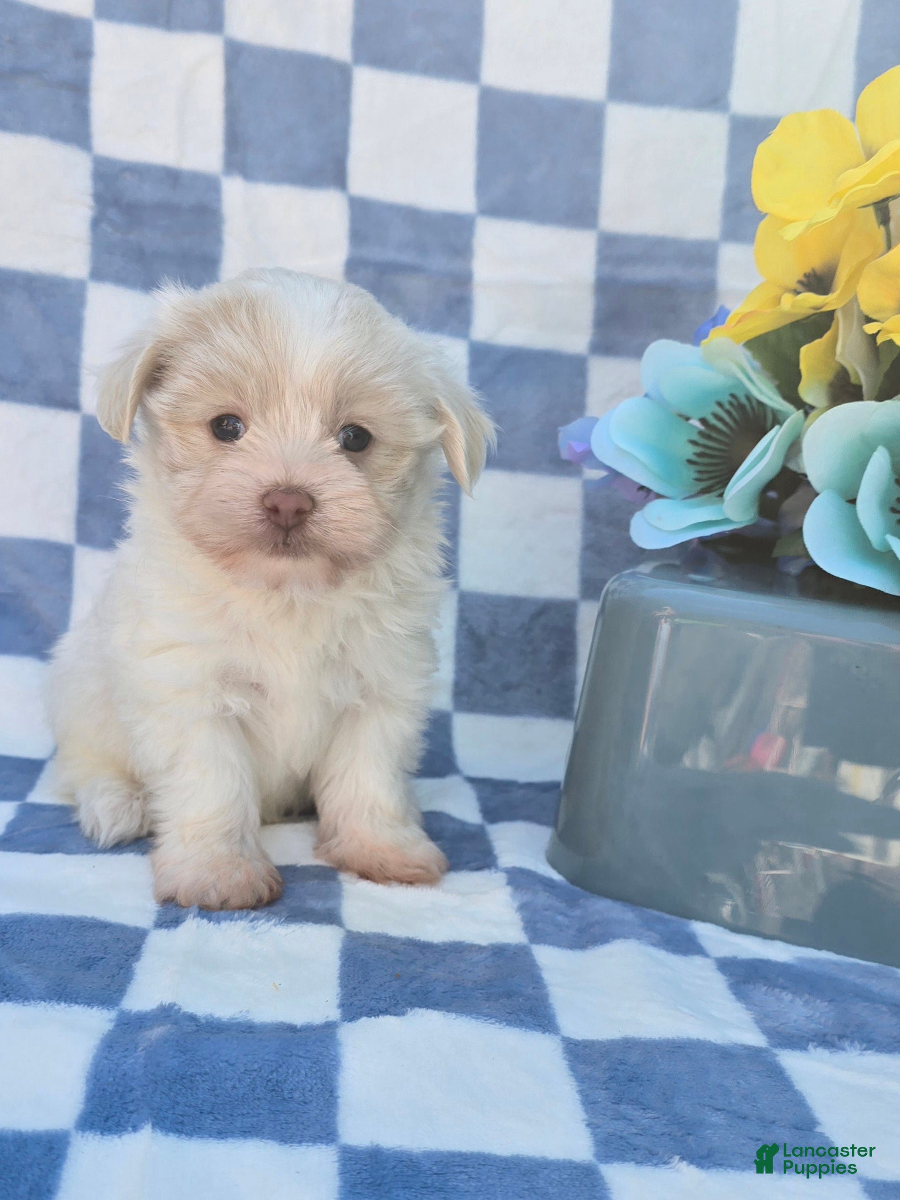 Mixed Breed dogs Linen - Ad 2