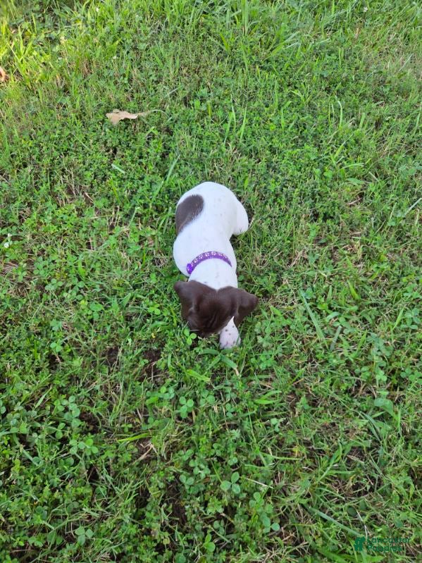 German Shorthaired Pointer dogs Purple Collar Girl - Ad 2