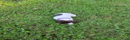 German Shorthaired Pointer dogs for sale: Purple Collar Girl - Ad 2