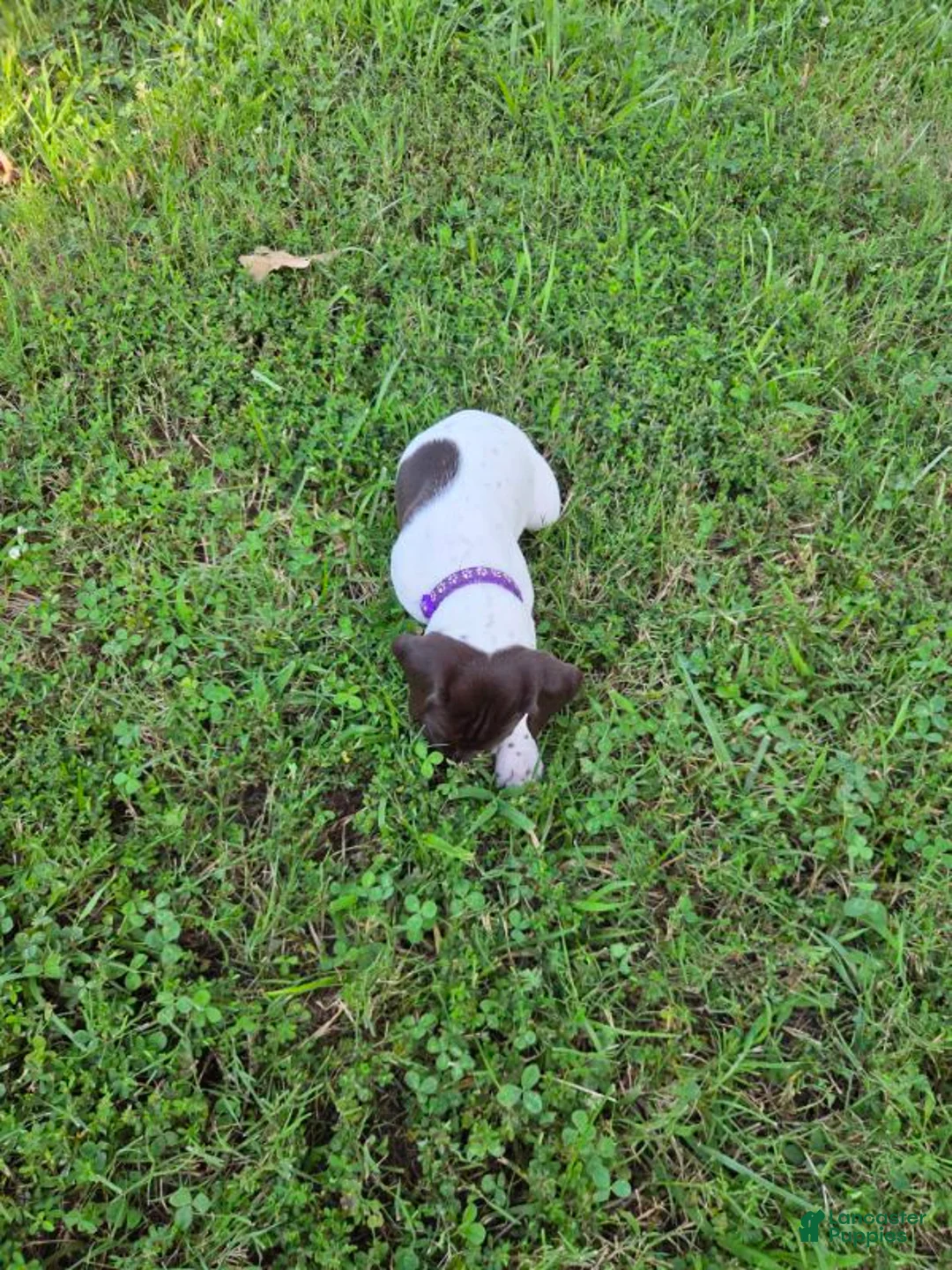 German Shorthaired Pointer dogs for sale: Purple Collar Girl - Ad 2