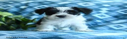 Mixed Breed dogs for sale: Dillin - Ad 1
