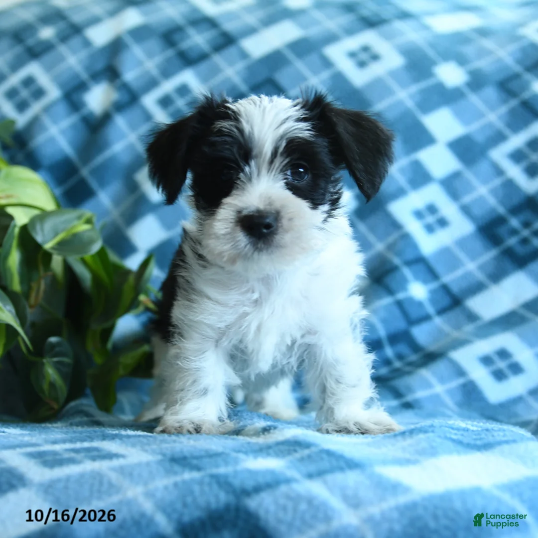 Mixed Breed dogs for sale: Dillin - Ad 1