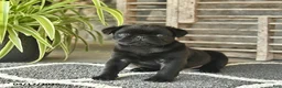 Pug dogs for sale: Tango  - Ad 3