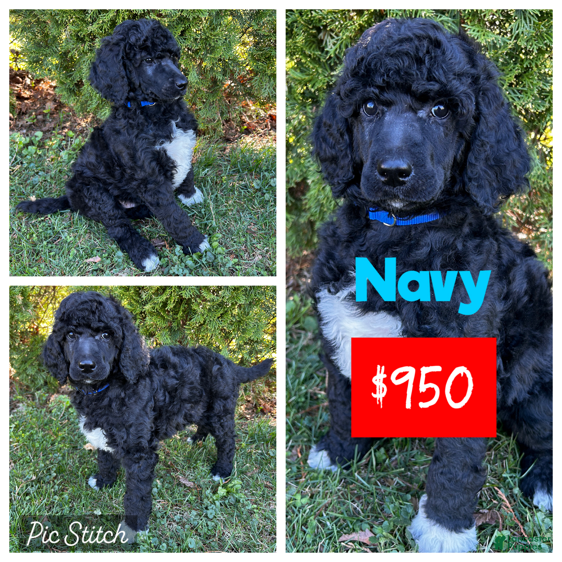 Standard Poodle dogs ⚓️Navy-AKC Standard🐩 - Ad 1
