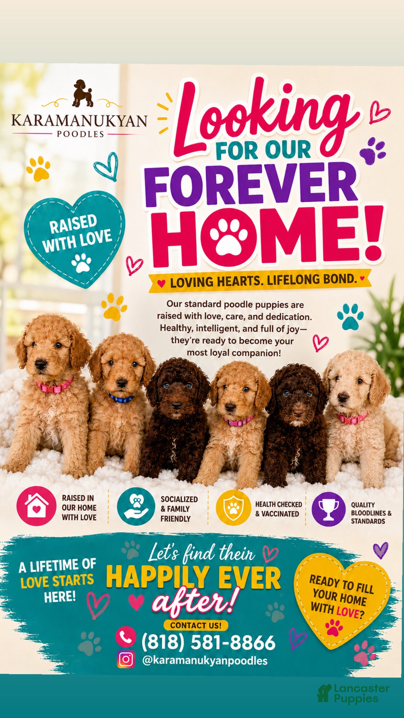 Standard Poodle Puppy 5 Standard Poodle for sale in Los Angeles
