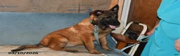 Belgian Malinois dogs for sale: Belle - Ad 5