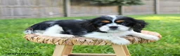 Cavalier King Charles Spaniel dogs for sale: Mason - Ad 5
