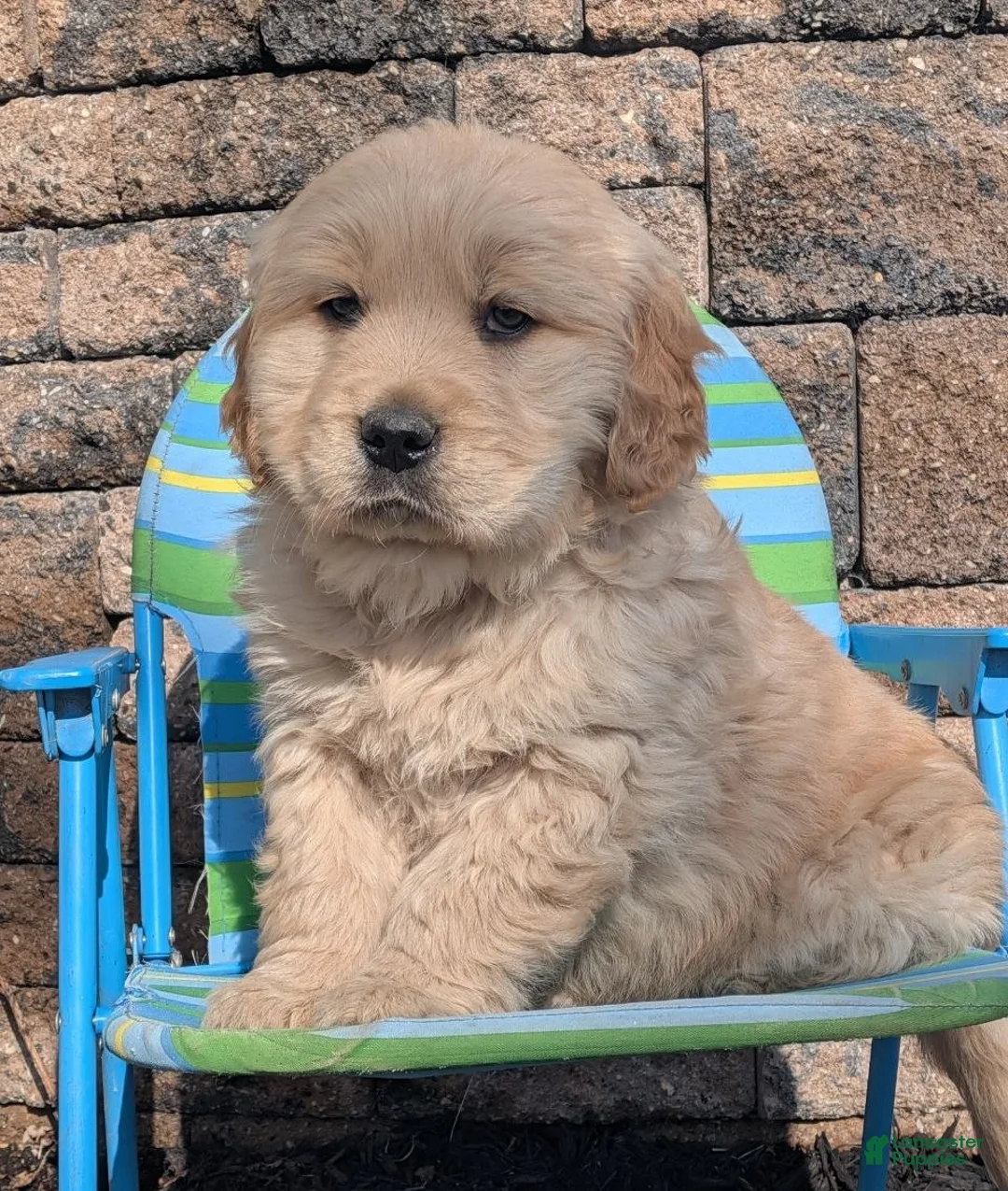 Golden Retriever dogs for sale: Quest - Ad 1