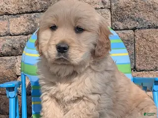 Golden Retriever dogs for sale: Quest - Ad 1