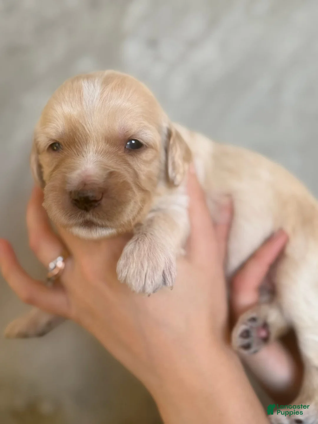 Goldendoodle dogs for sale: Gouda - Ad 1