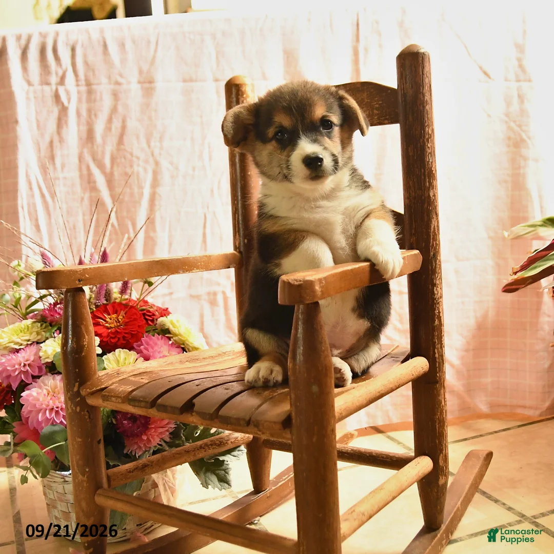 Welsh Corgi Pembroke dogs for sale: Peaches - Ad 1