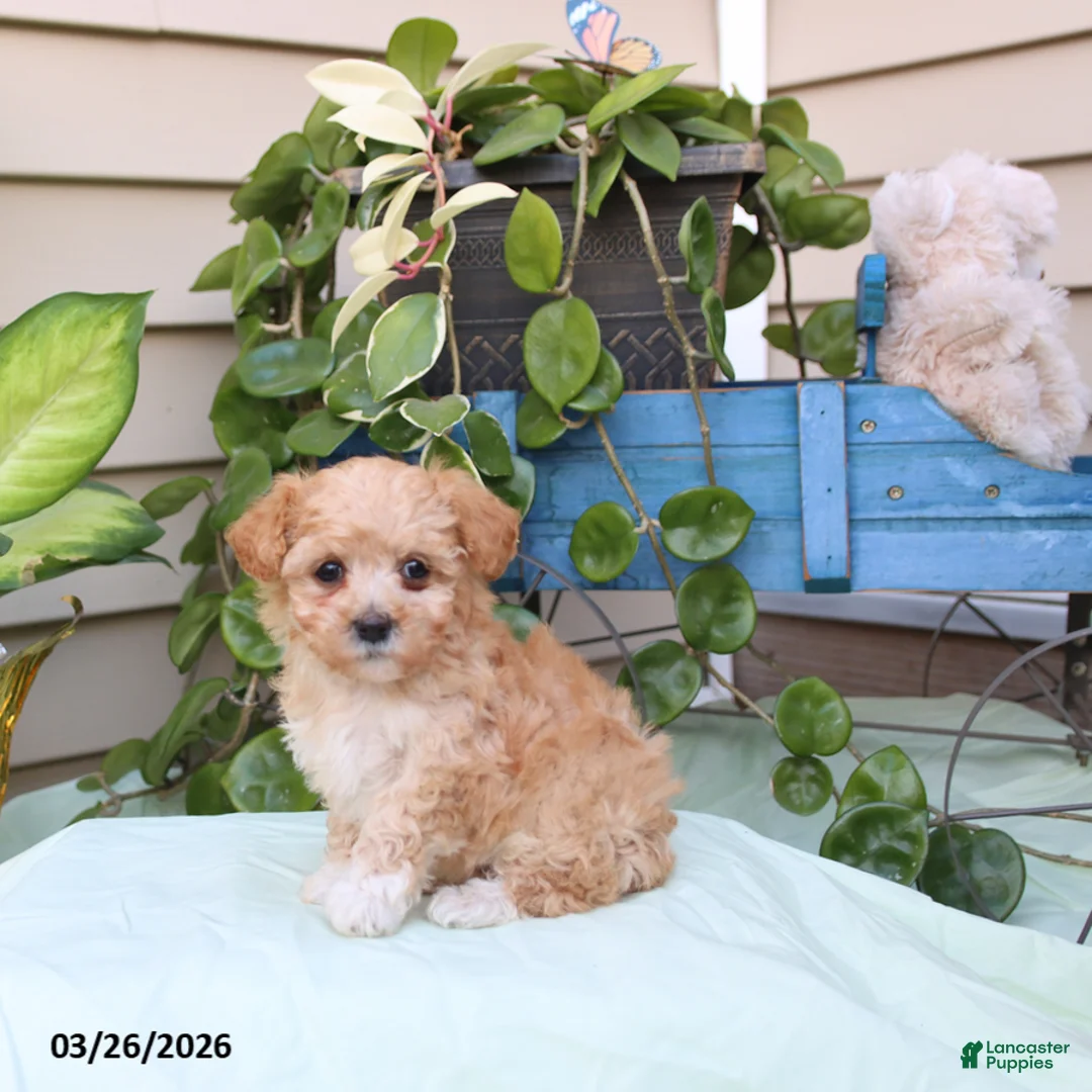 Toy Poodle dogs for sale: Peaches - Ad 2