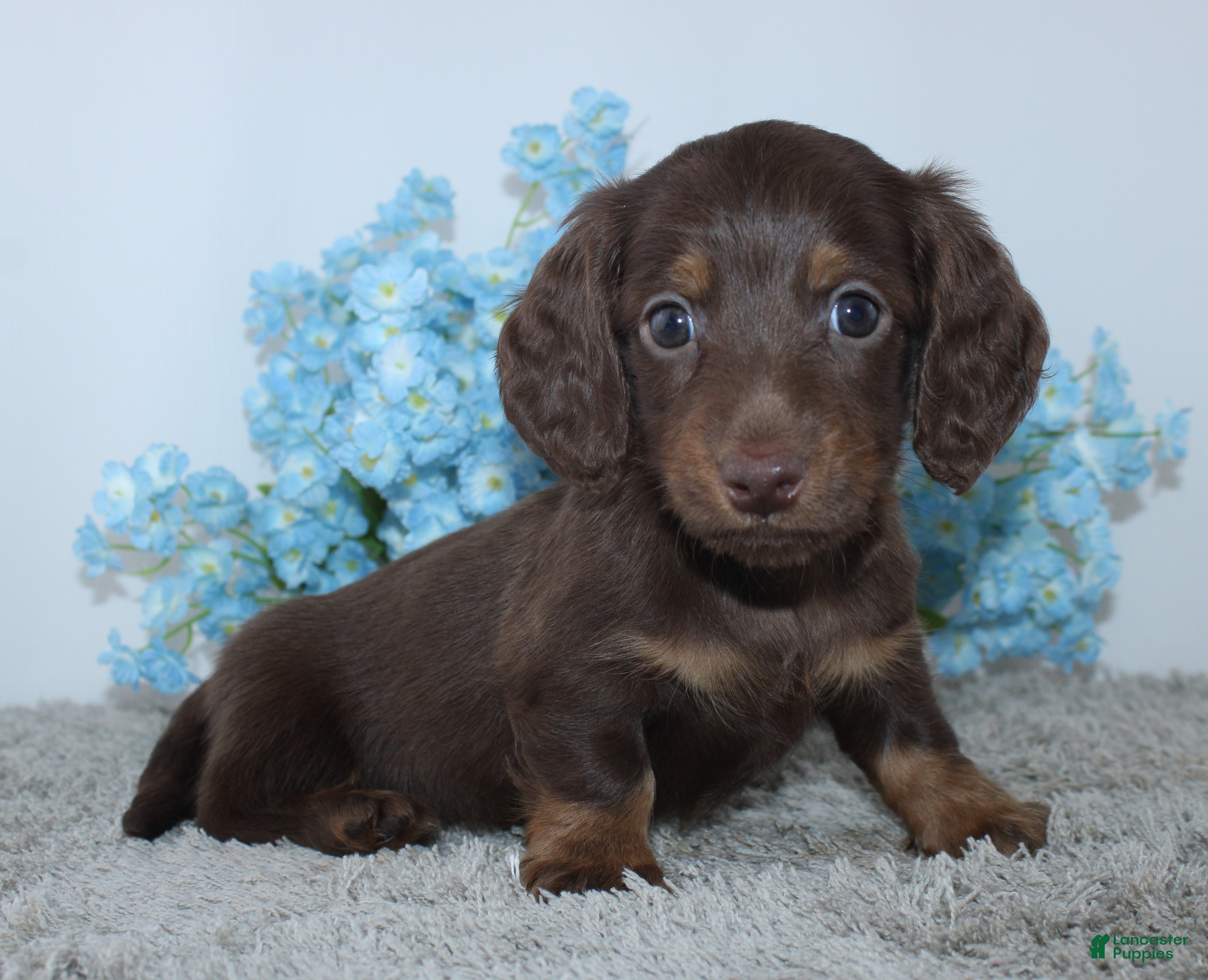 Miniature Dachshund dogs Lyle - Ad 1