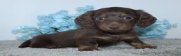 Miniature Dachshund dogs for sale: Lyle - Ad 1