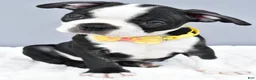 Boston Terrier dogs for sale: Simon - Ad 6
