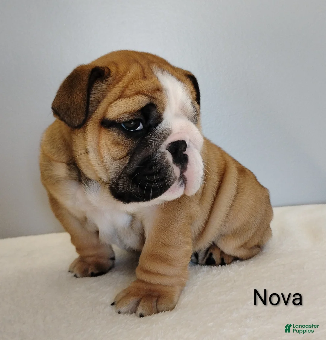 English Bulldog dogs for sale: Nova - Ad 6