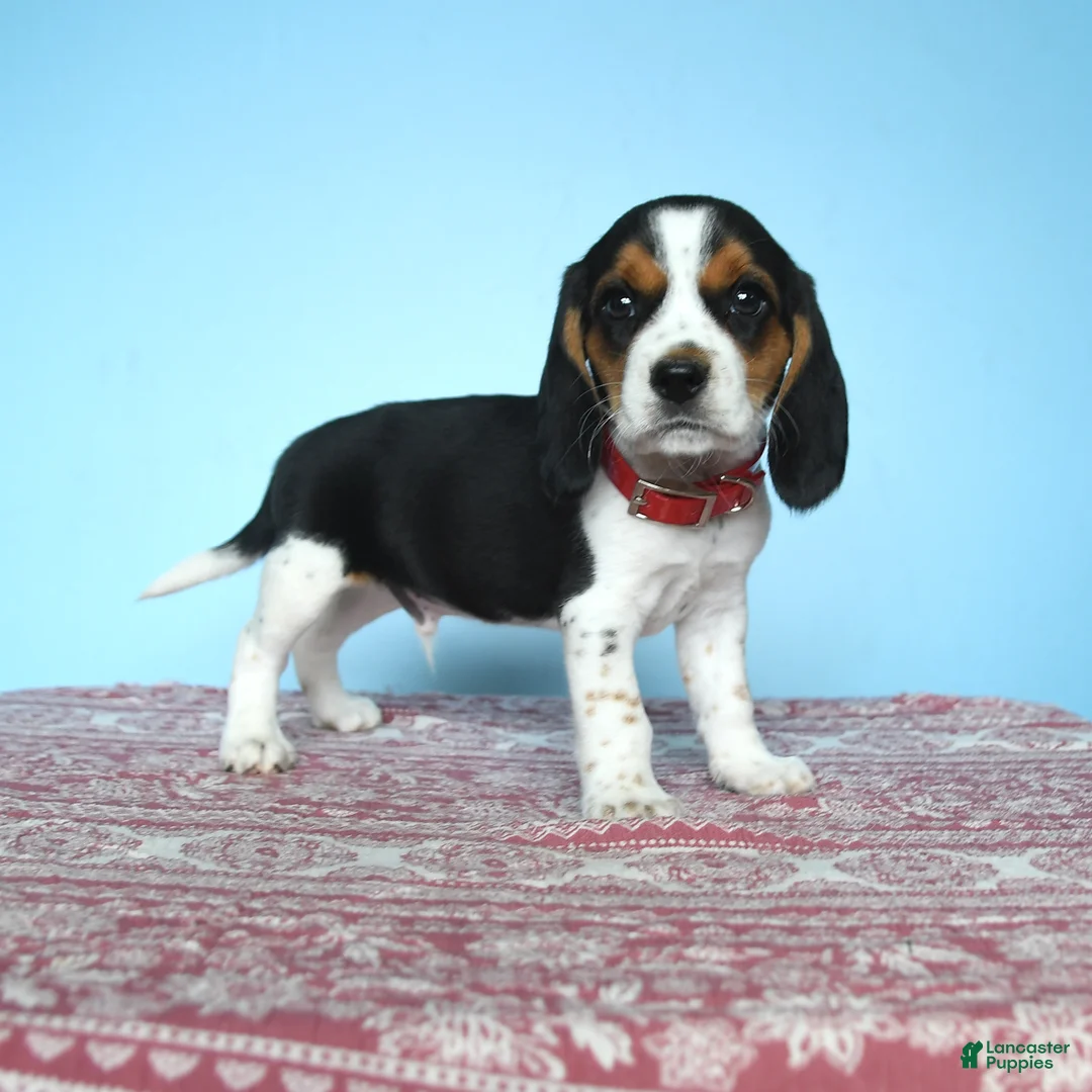 Beagle dogs for sale: Warren - Ad 1