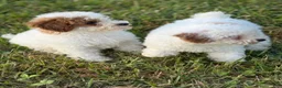 Toy Poodle dogs for sale: Toy Poodle 1 - Ad 3