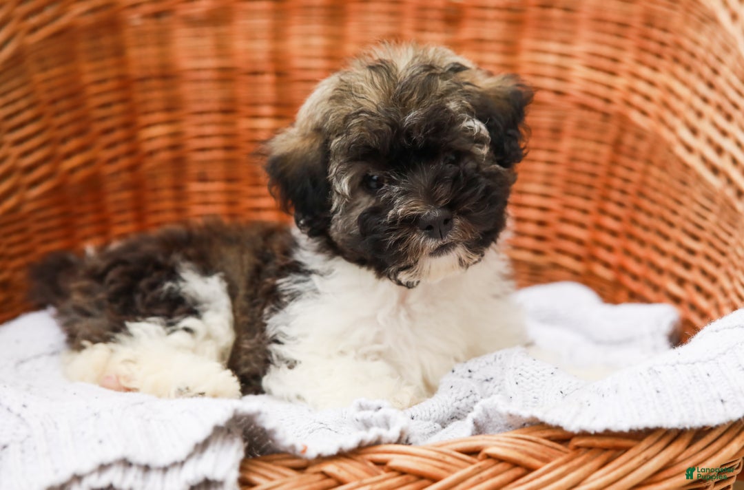 Havanese dogs for sale: Maggie AKC - Ad 4