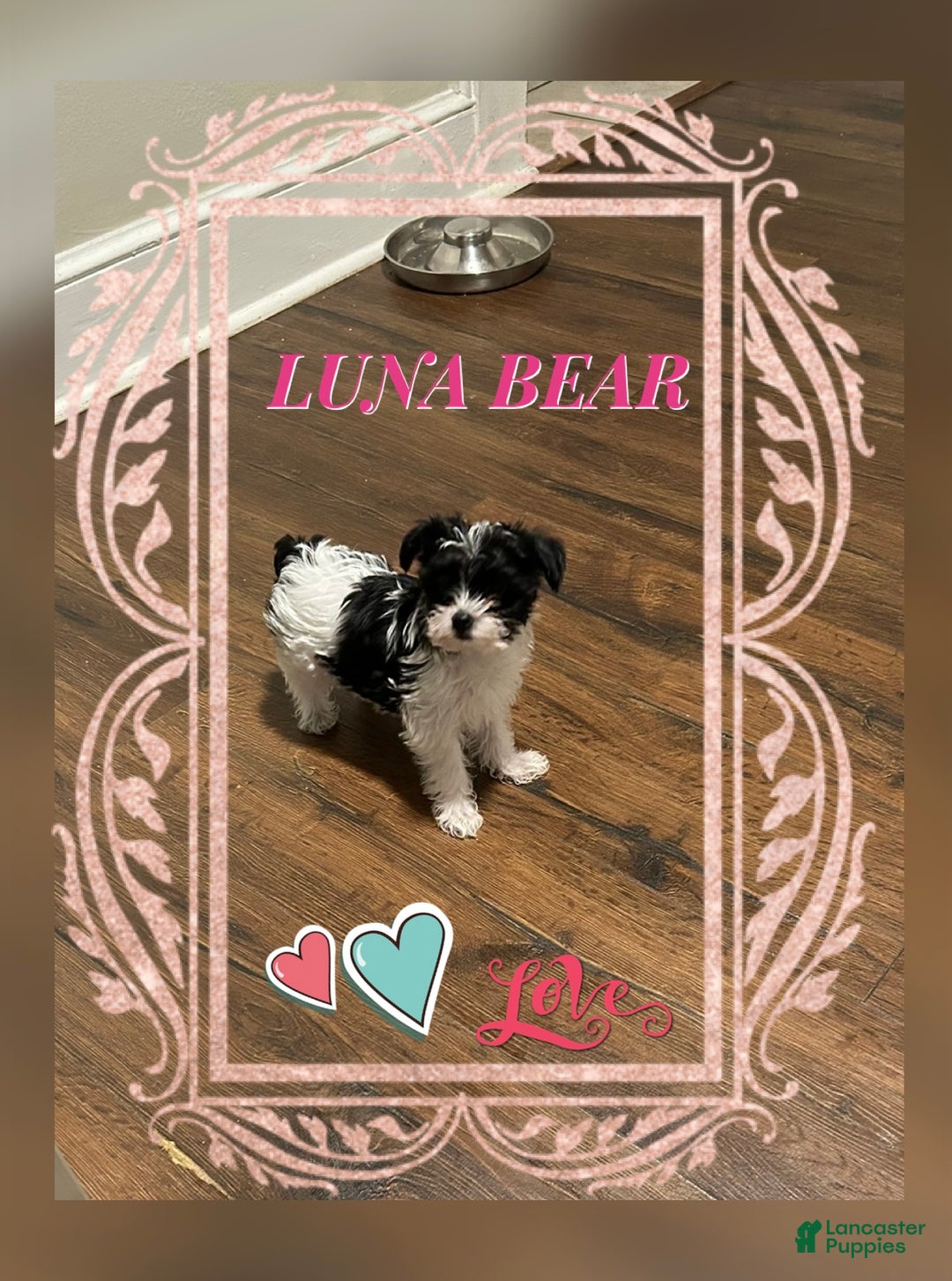 Yorkiepoo dogs for sale: TOY Size Luna - Ad 2