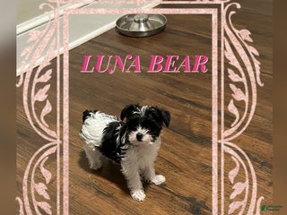 Yorkiepoo dogs LUNA - Ad 30