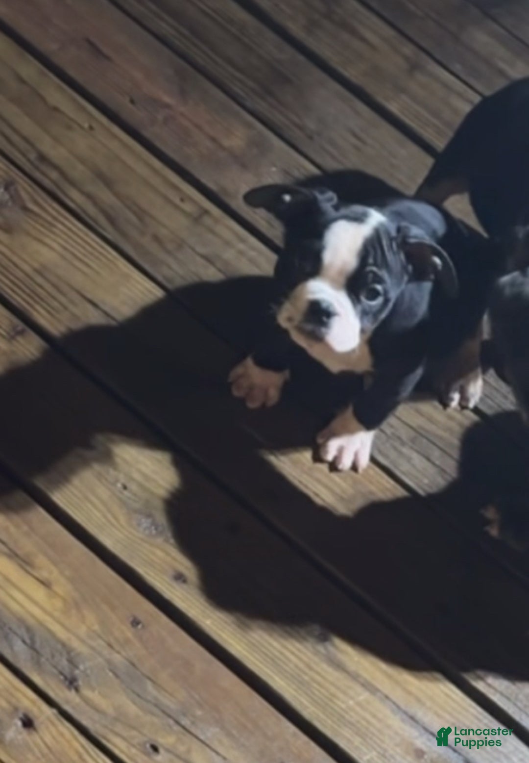 American Bully dogs for sale: Yoda - Ad 2