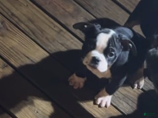 American Bully dogs - Ad 13