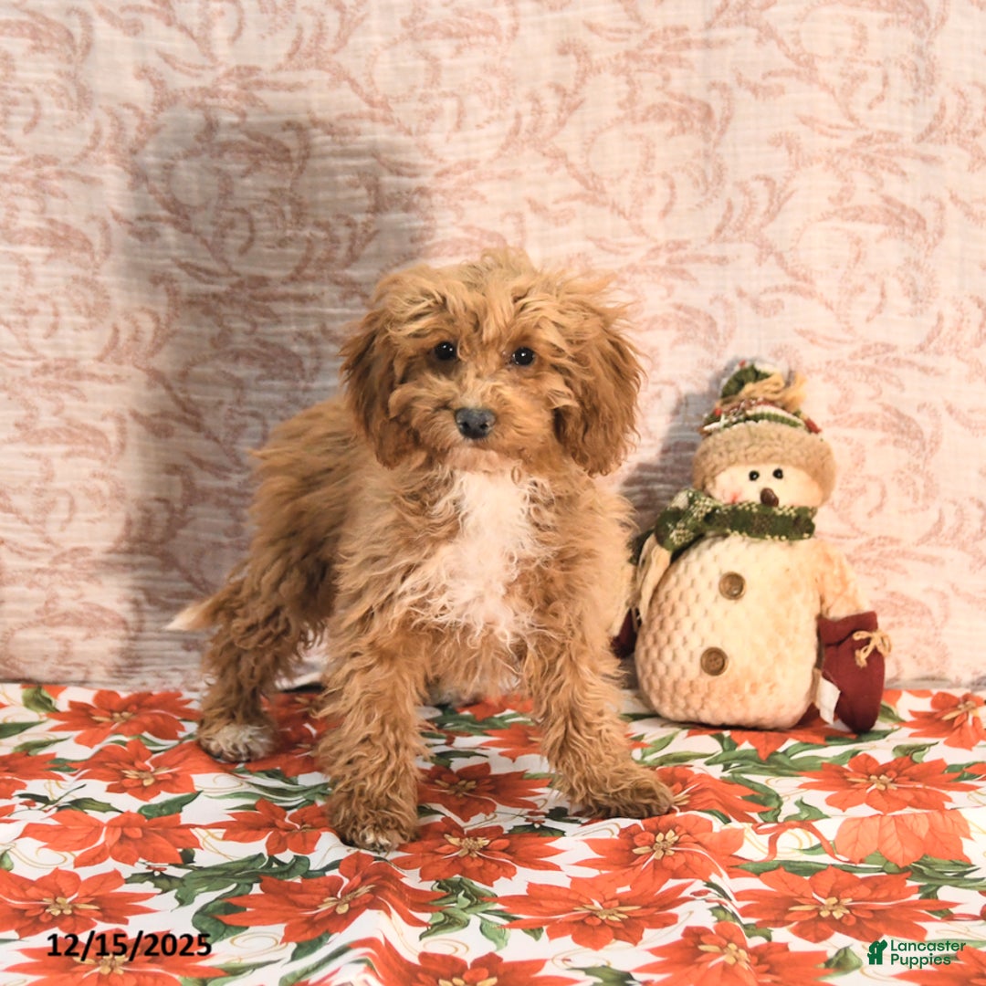 Cockapoo dogs for sale: Cindy - Ad 2