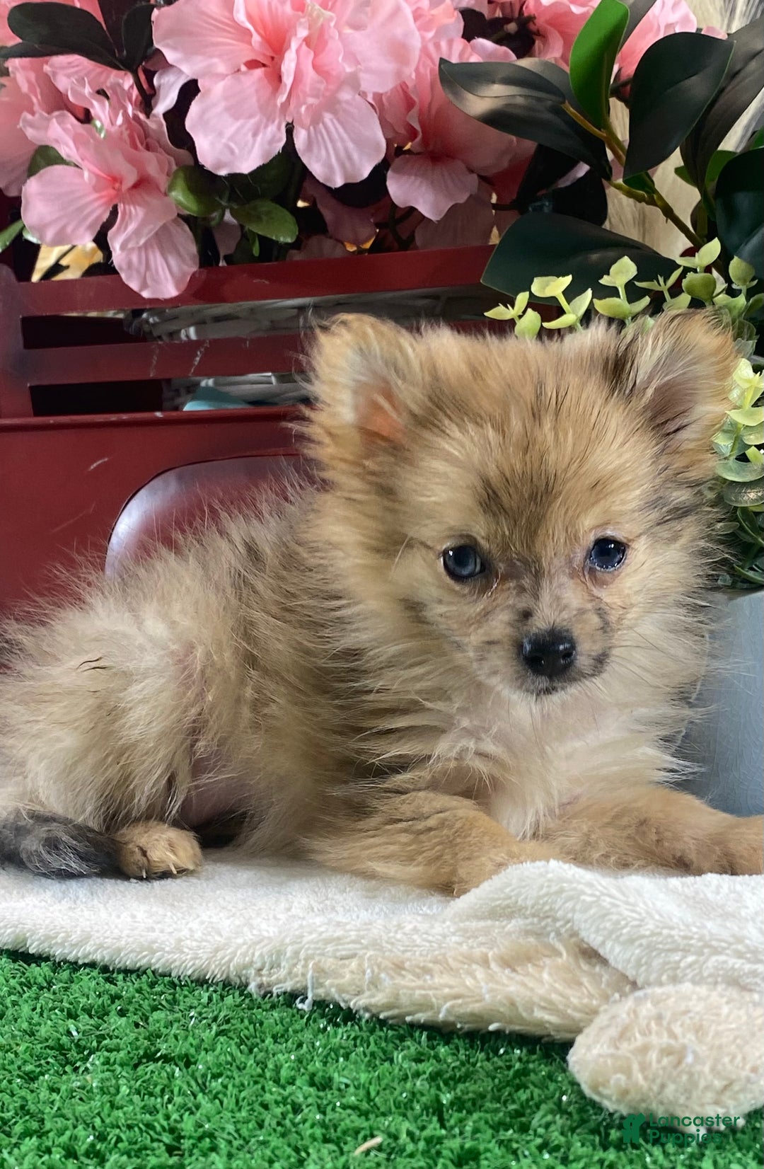 Pomeranian dogs for sale: Paige - Ad 2