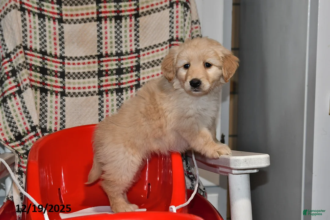 Mixed Breed dogs for sale: Ellie - Ad 7