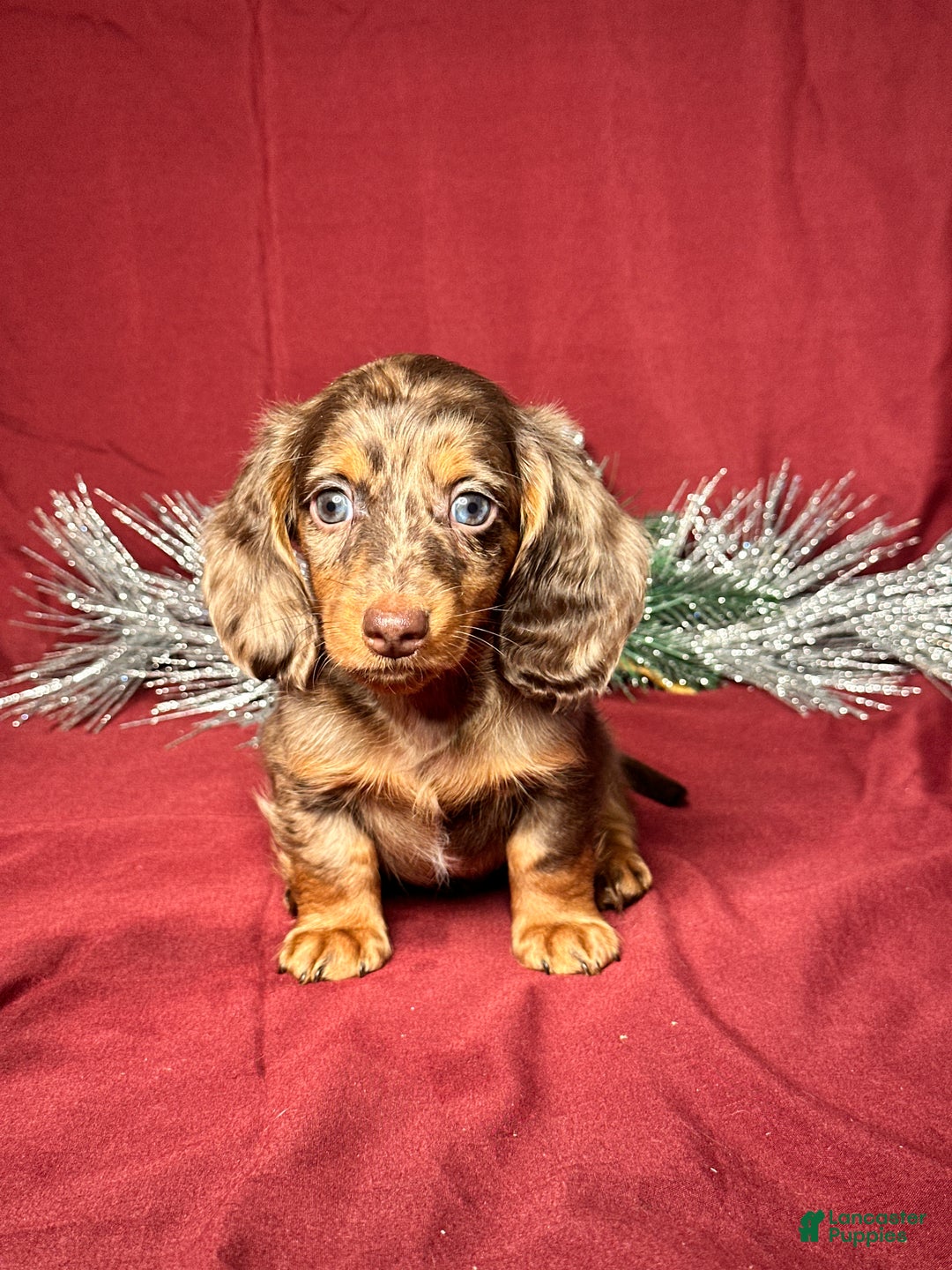 Miniature Dachshund dogs for sale: Hunter - Ad 1