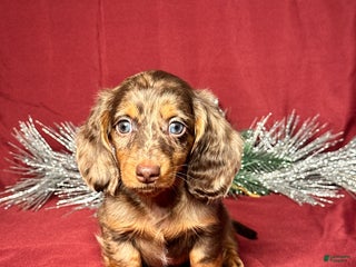 Miniature Dachshund dogs Hunter - Ad 2