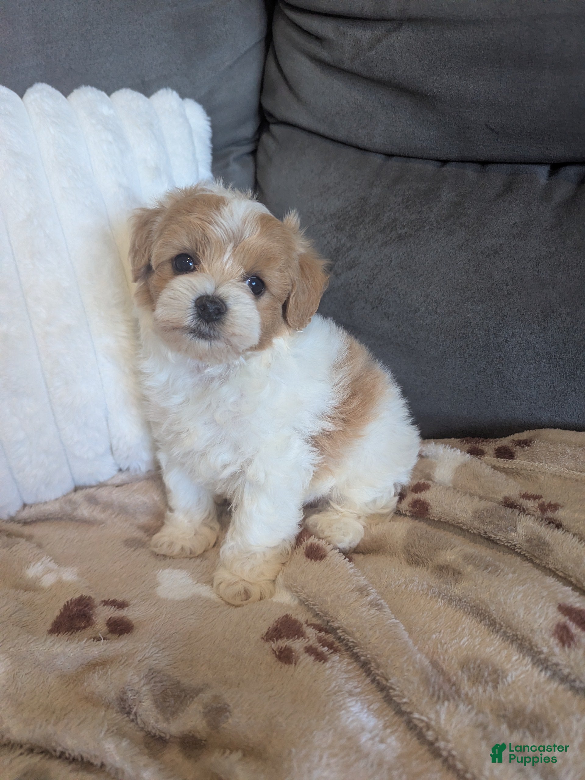 Havapoo dogs for sale: Biscuit F-1B - Ad 1