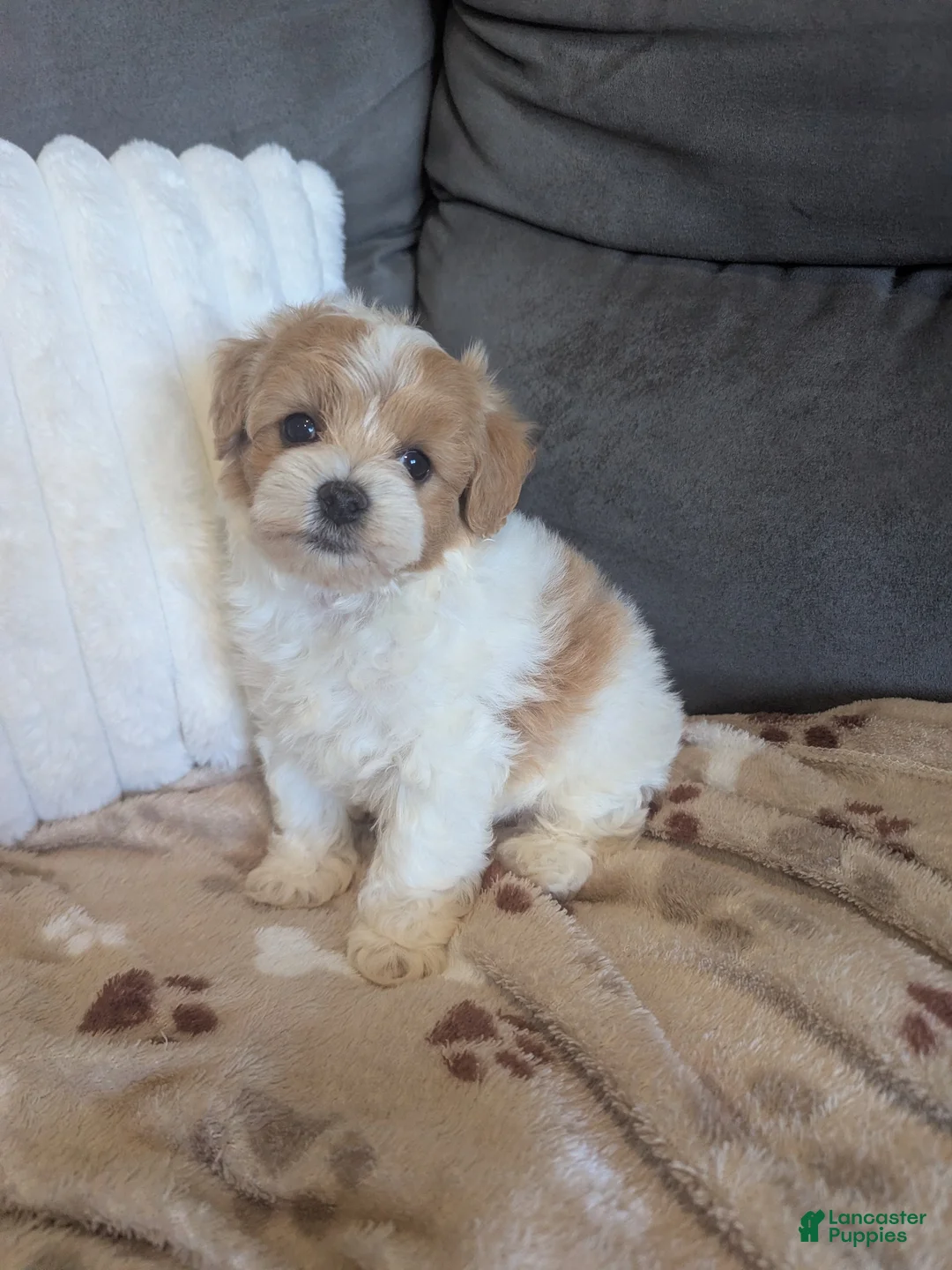 Havapoo dogs for sale: Biscuit F-1B - Ad 1