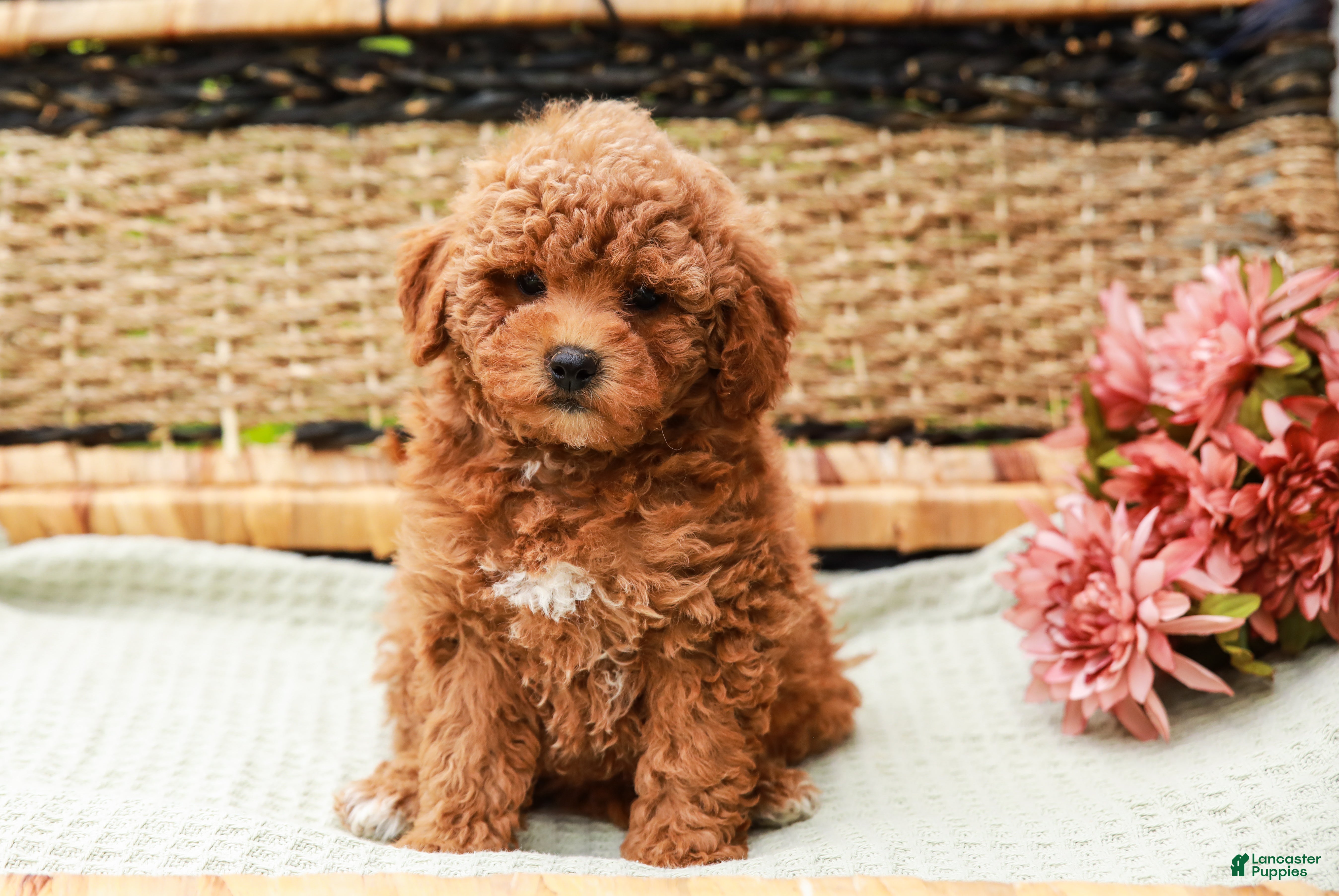 Miniature Labradoodle dogs Peaches - Ad 2