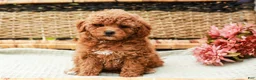 Miniature Labradoodle dogs for sale: Peaches - Ad 2