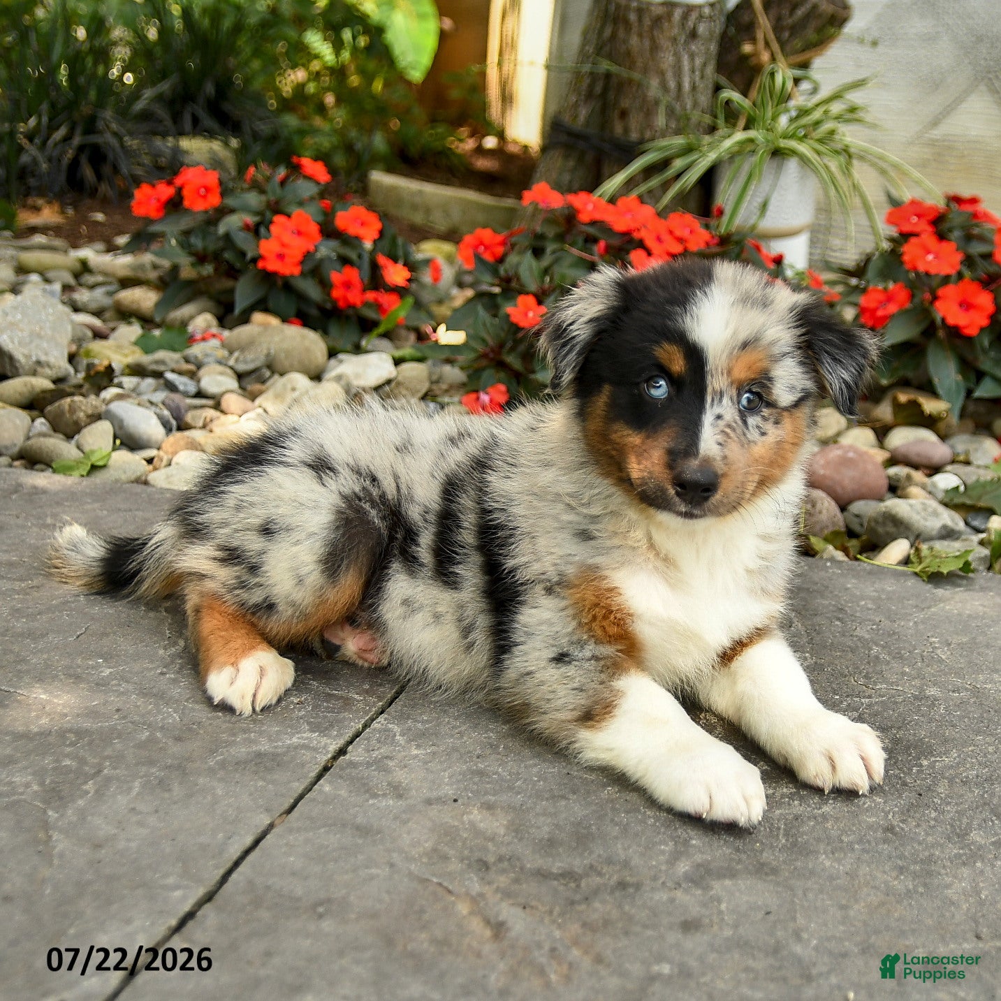 Australian Shepherd dogs Alice - Ad 2