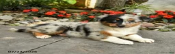 Australian Shepherd dogs for sale: Alice - Ad 2