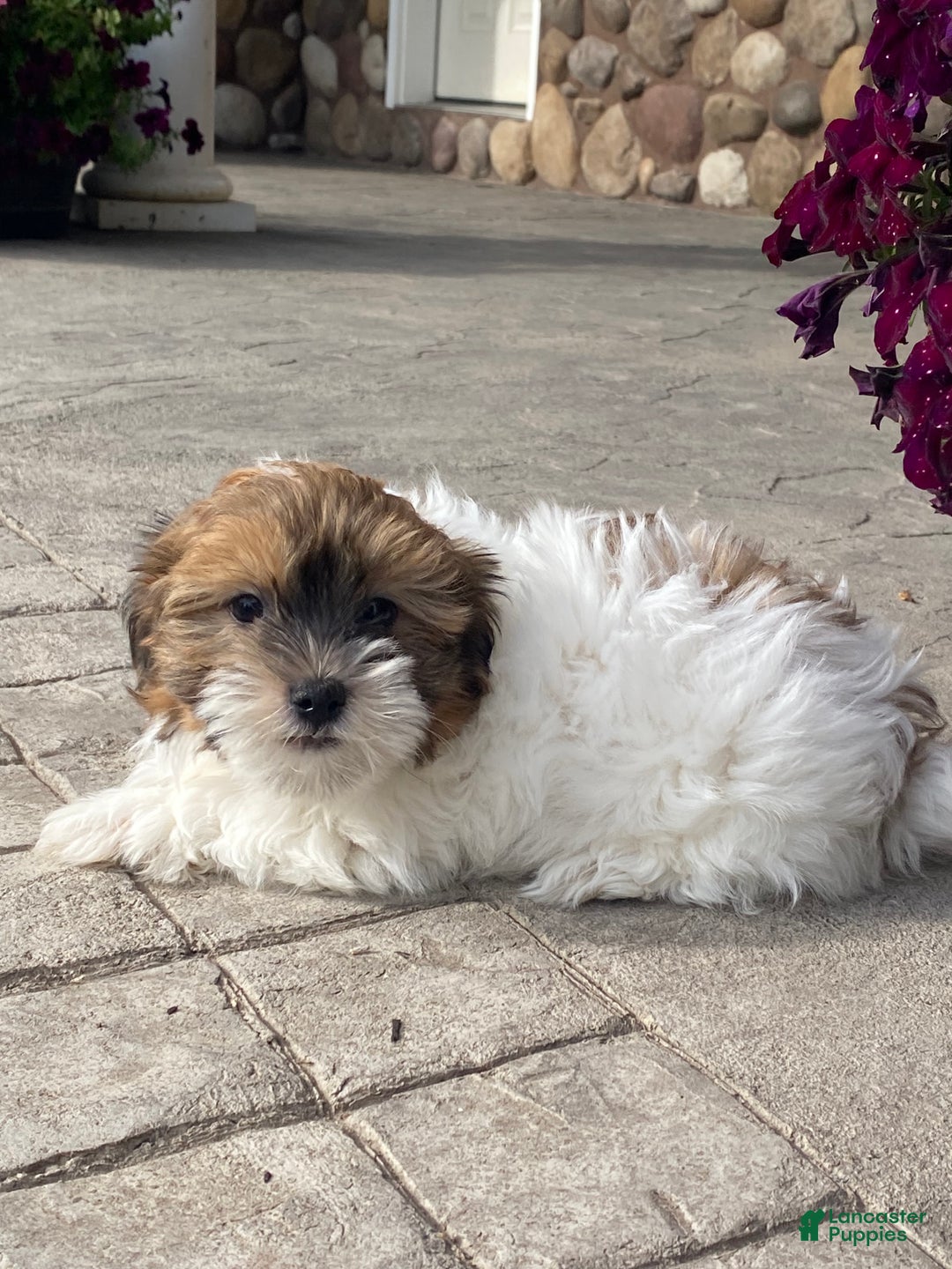Havanese dogs for sale: Homer - Ad 4