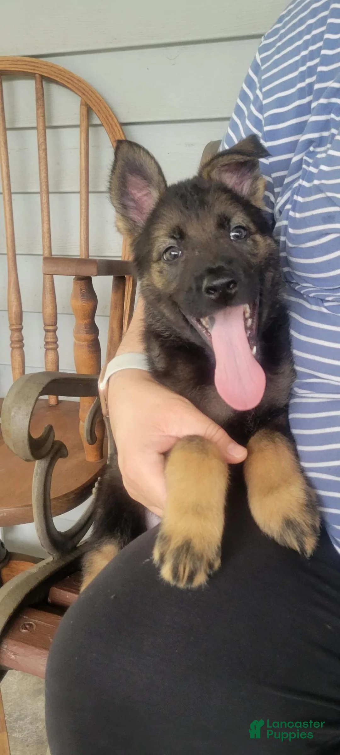 German Shepherd dogs for sale: Mouse - Ad 1