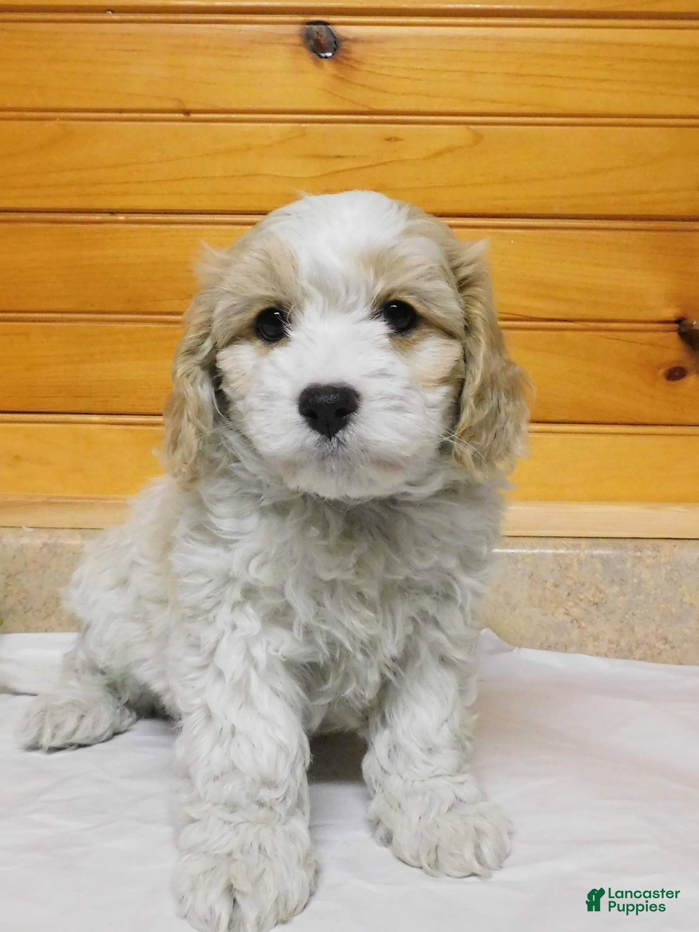 Cavachon dogs Sunshine  - Ad 1