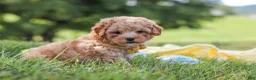 Yorkiepoo dogs for sale: Theo - Ad 3