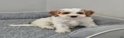 Cockapoo dogs for sale: Mason - Ad 3