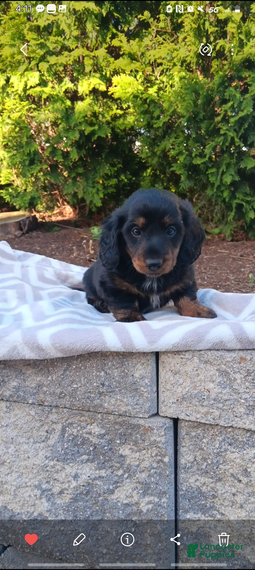 Dachshund dogs Jayce - Ad 1