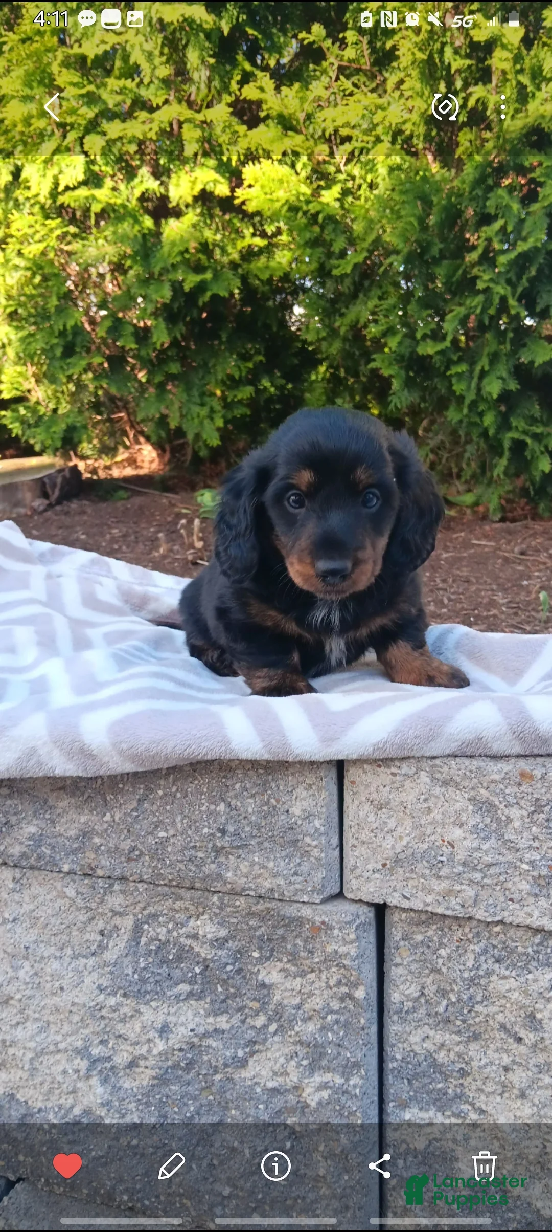 Dachshund dogs for sale: Jayce - Ad 1