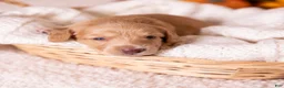 Miniature Dachshund dogs for sale: Chase - Ad 5