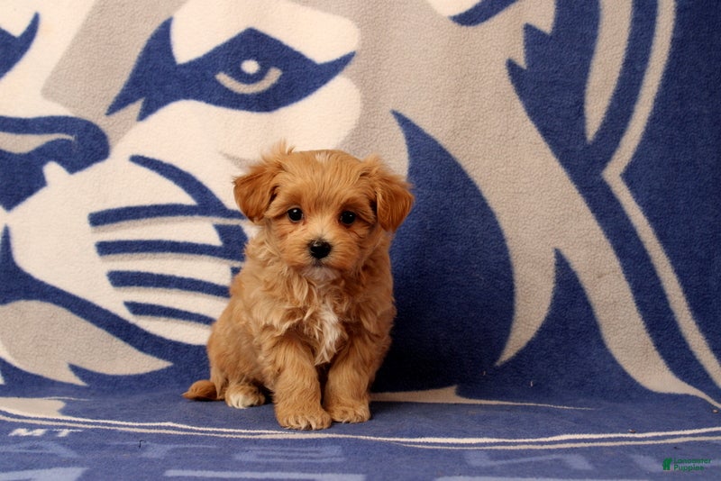 Maltipoo dogs Baby - Ad 2