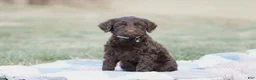 Portuguese Water Dog dogs for sale: Sofi  - Ad 11