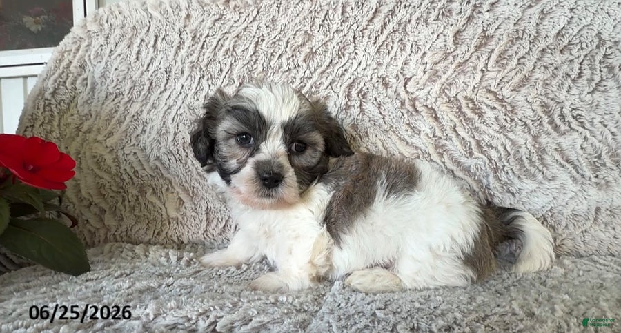 Teddy Bear dogs Leo - Ad 1